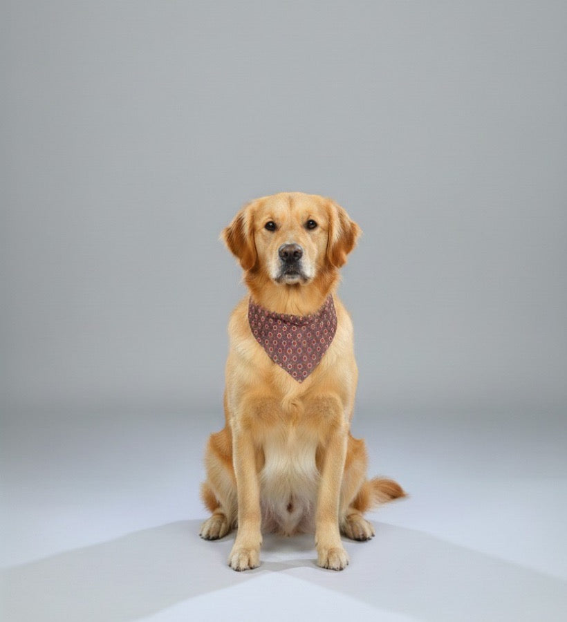 Dog wearing a patterned bandana sitting on a plain background