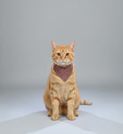 Orange tabby cat wearing a brown bandana on a gray background