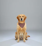 Dog wearing a patterned bandana sitting on a plain background